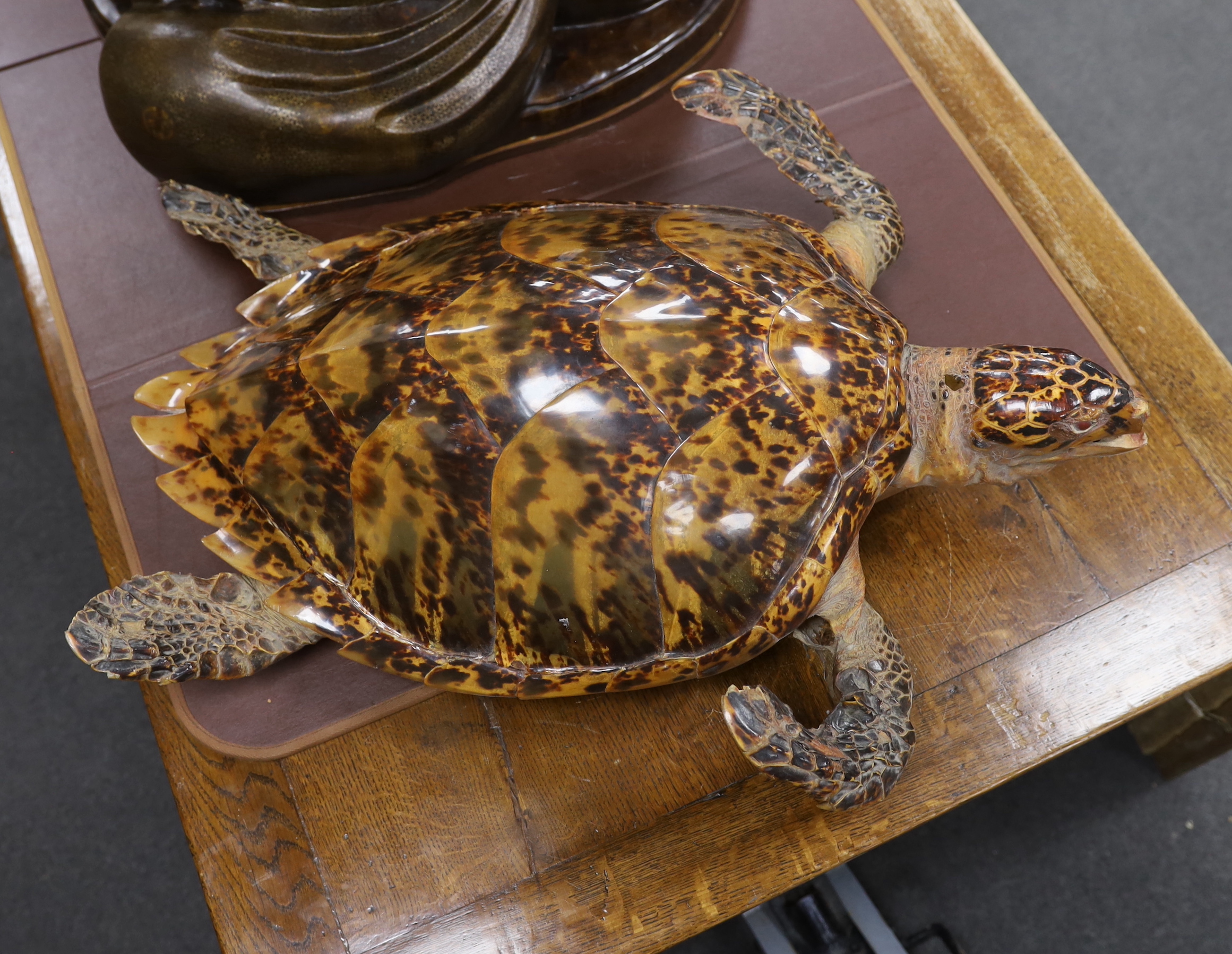 Taxidermy: Hawksbill Sea Turtle (Eretmochelys imbricata), caught in Bermuda circa 1932, full mount sea turtle in swimming motion, mother of pearl inset eyes, 74cm in length, Annex A, Appendix I (exempt)